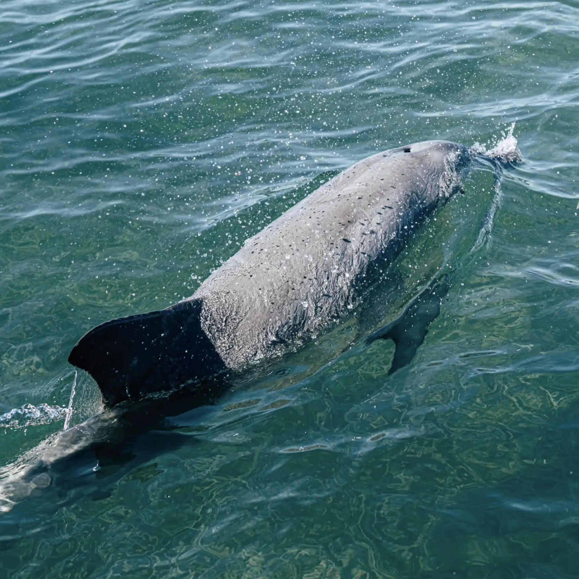 Bottlenose Dolphins Monkey Mia