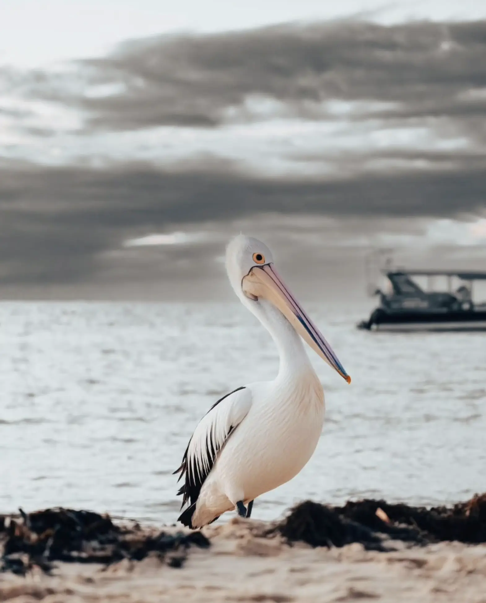 Cape Peron Wildlife