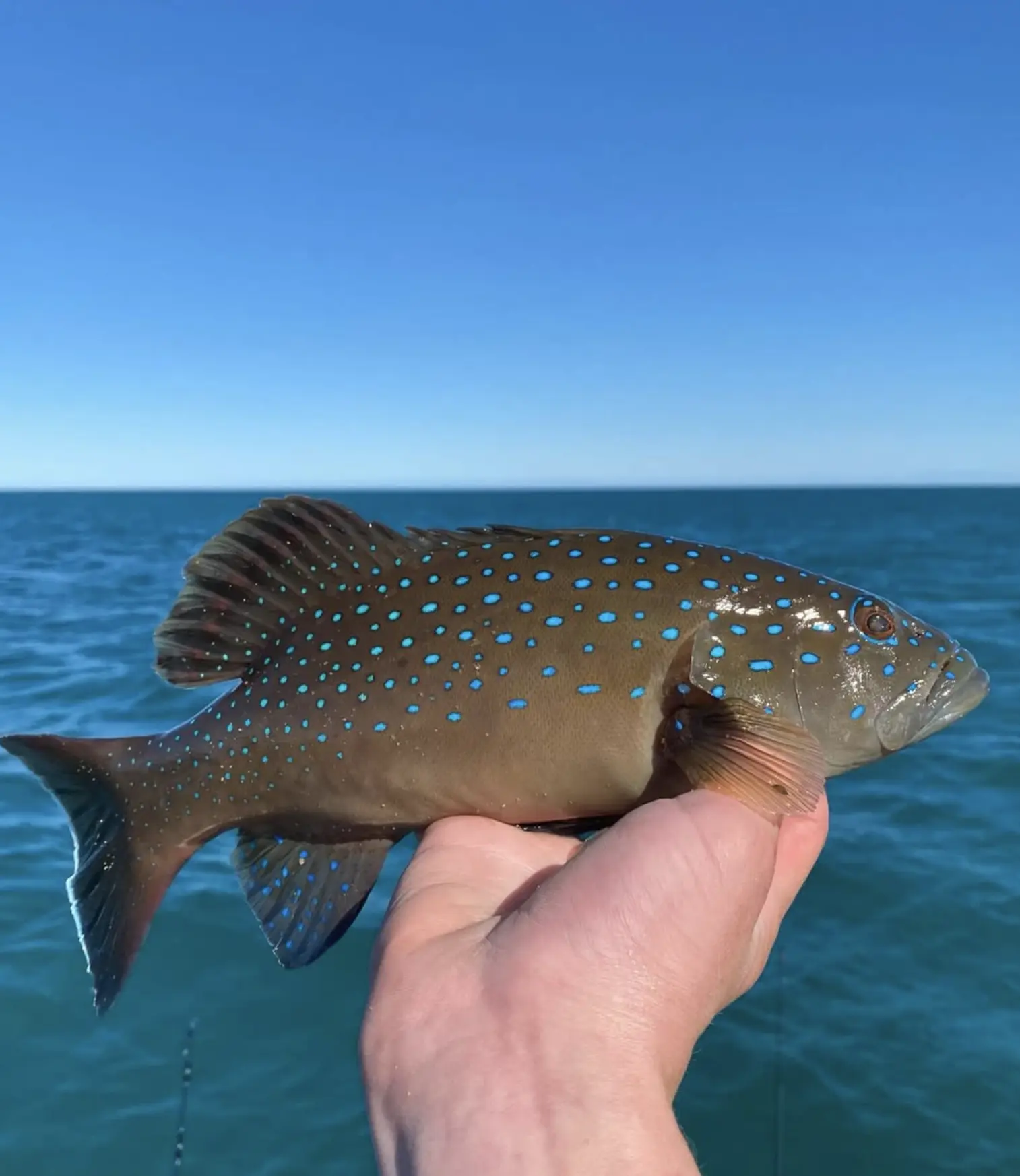 Shark Bay Fishing