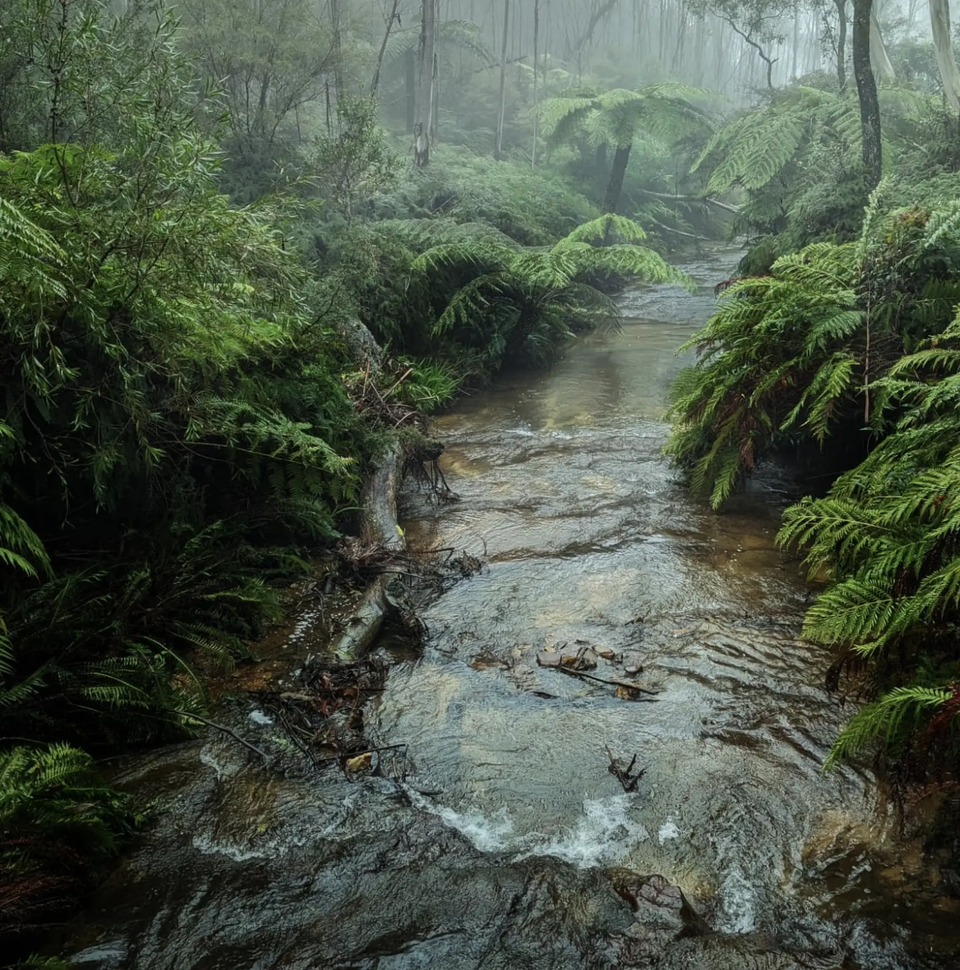 Blue Mountains Haze