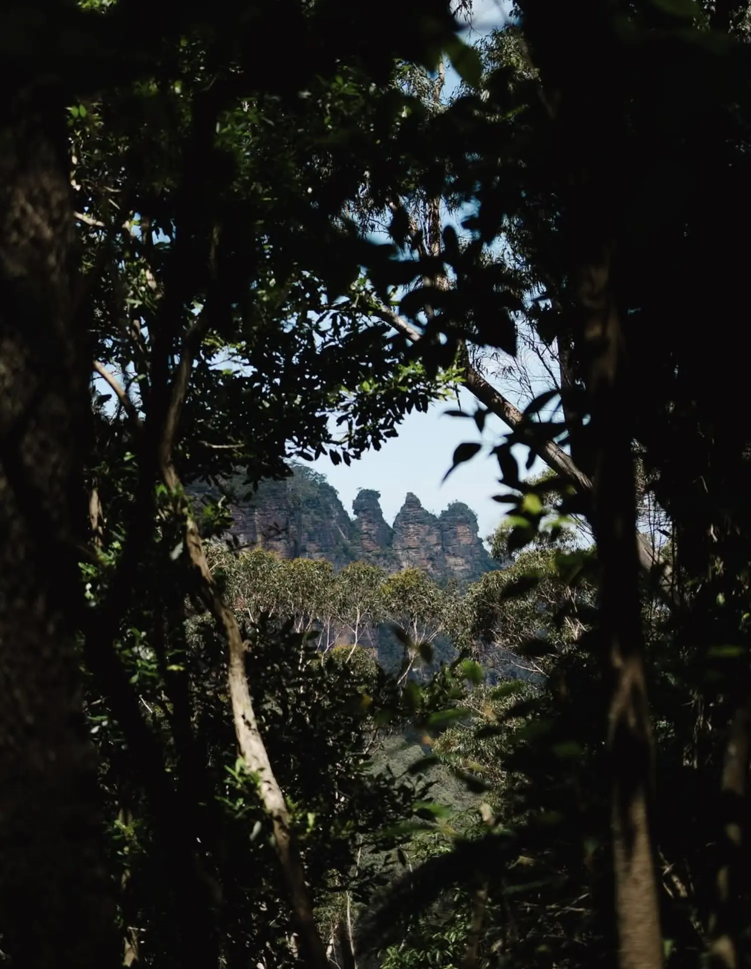 Eucalyptus Forests Australia