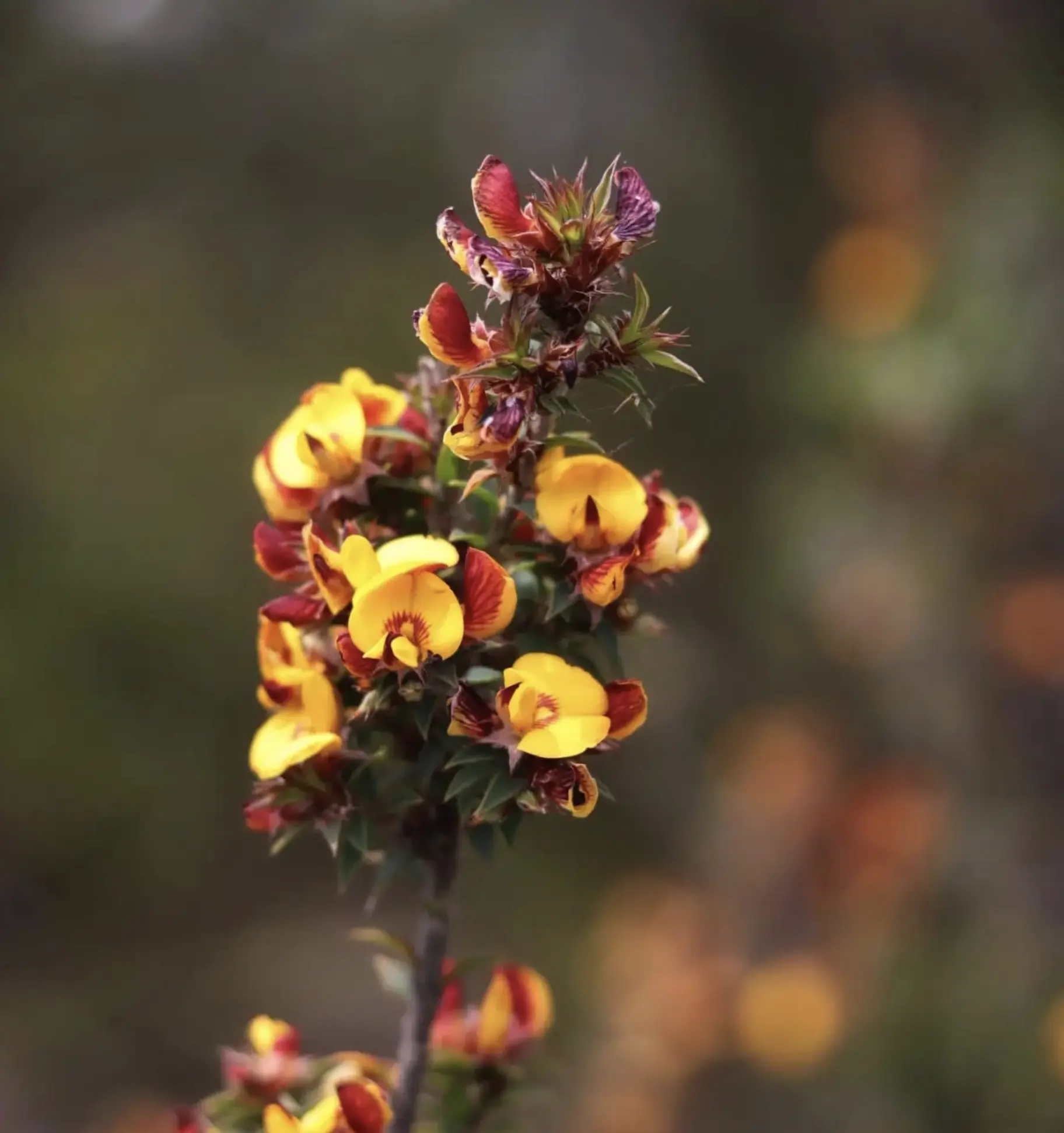 Grampians Wildflowers