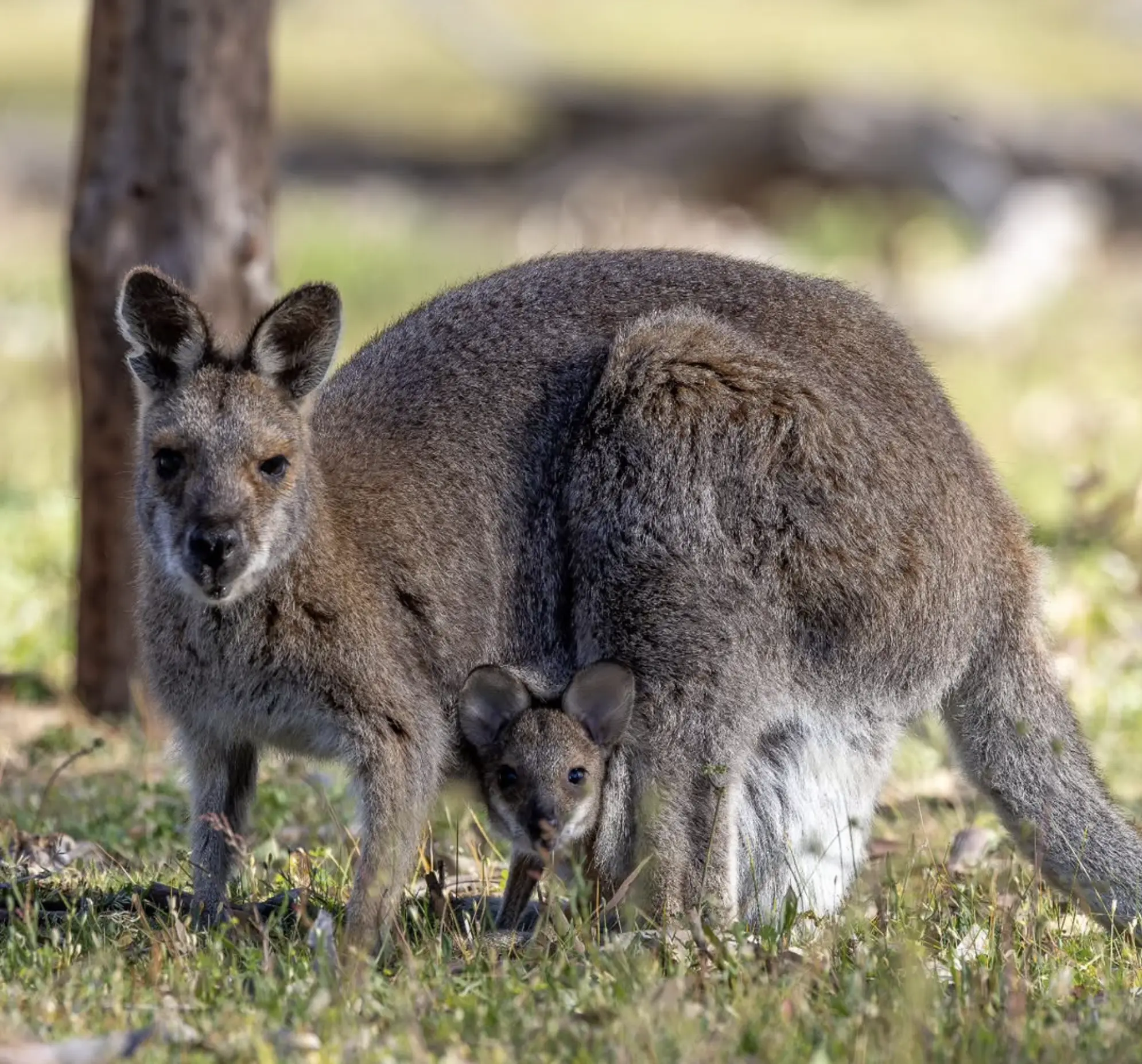 Grampians wildlife photography