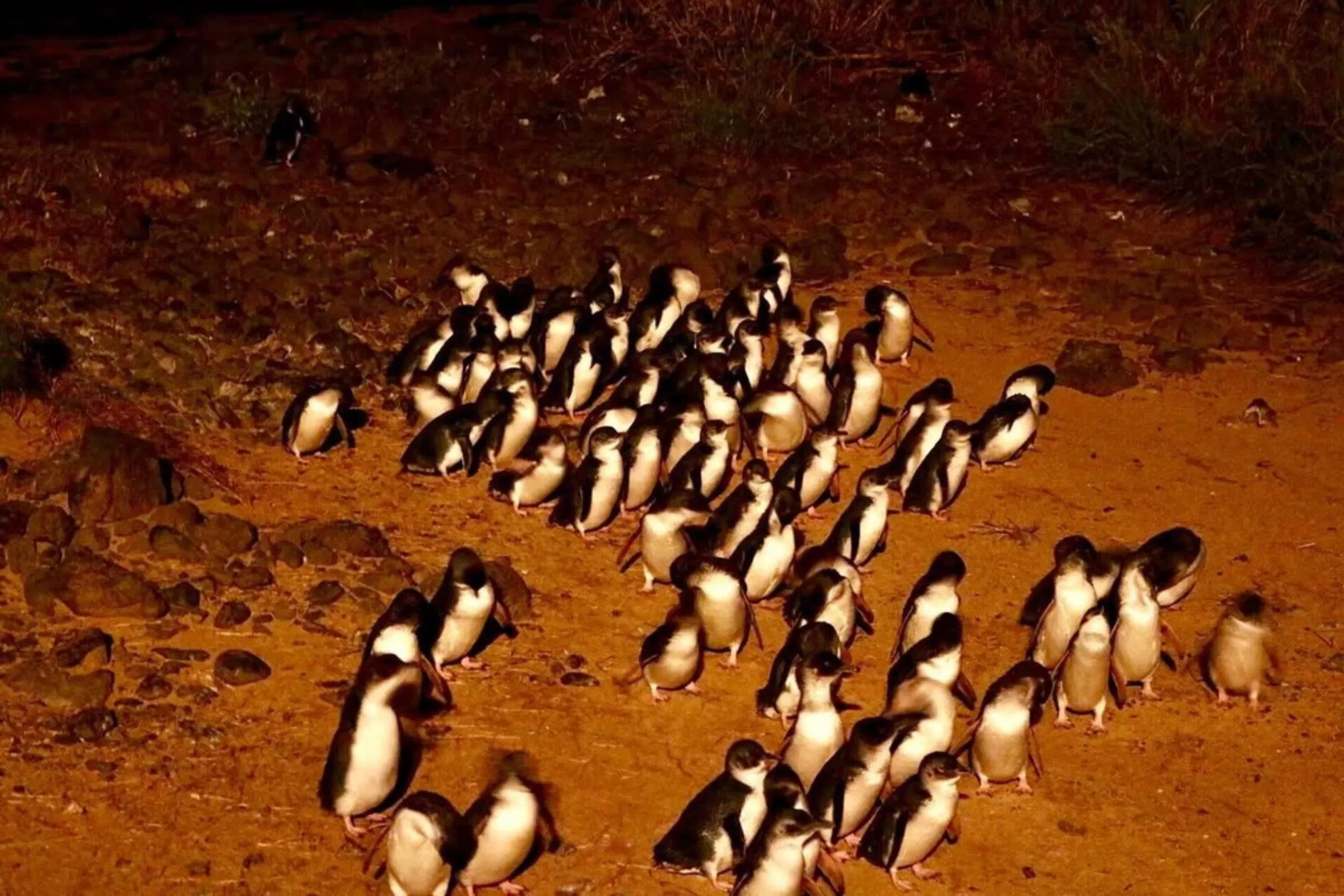 Phillip Island Penguin Parade tour