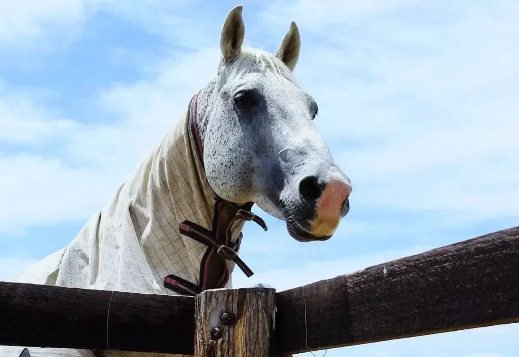 Horseback Riding Around Uluru