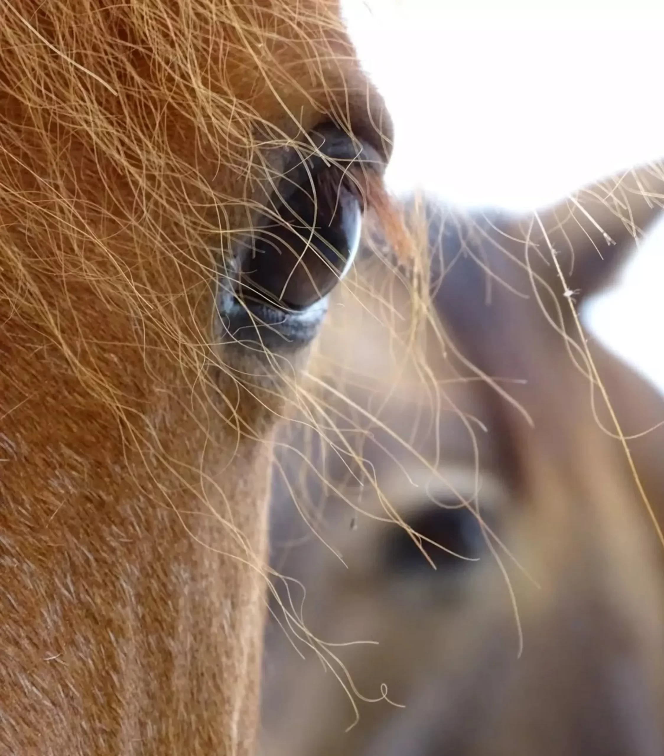 horseback ride plan, Uluru