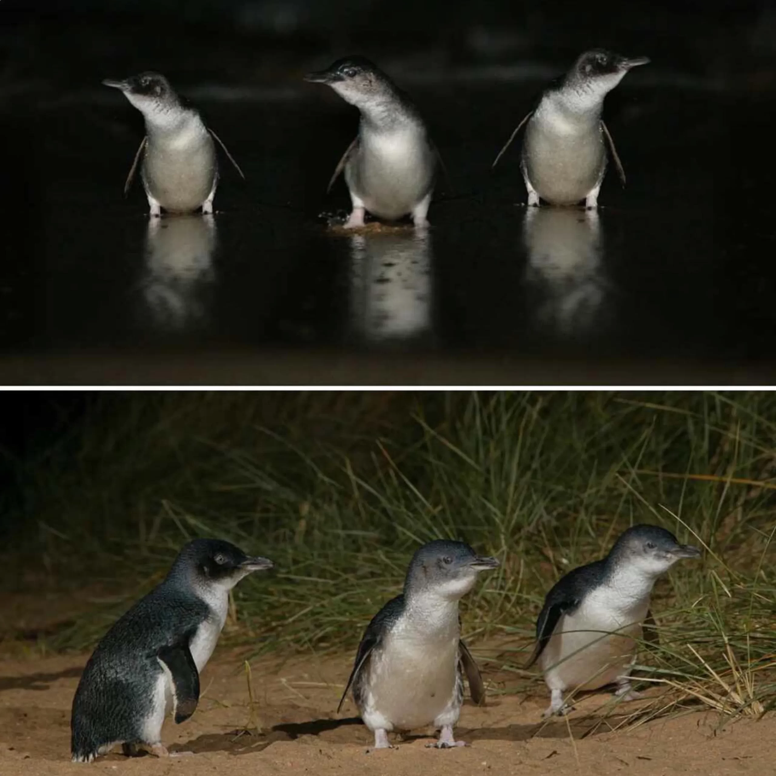 nature for wildlife, Phillip Island