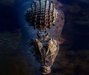 Crocs in Kakadu