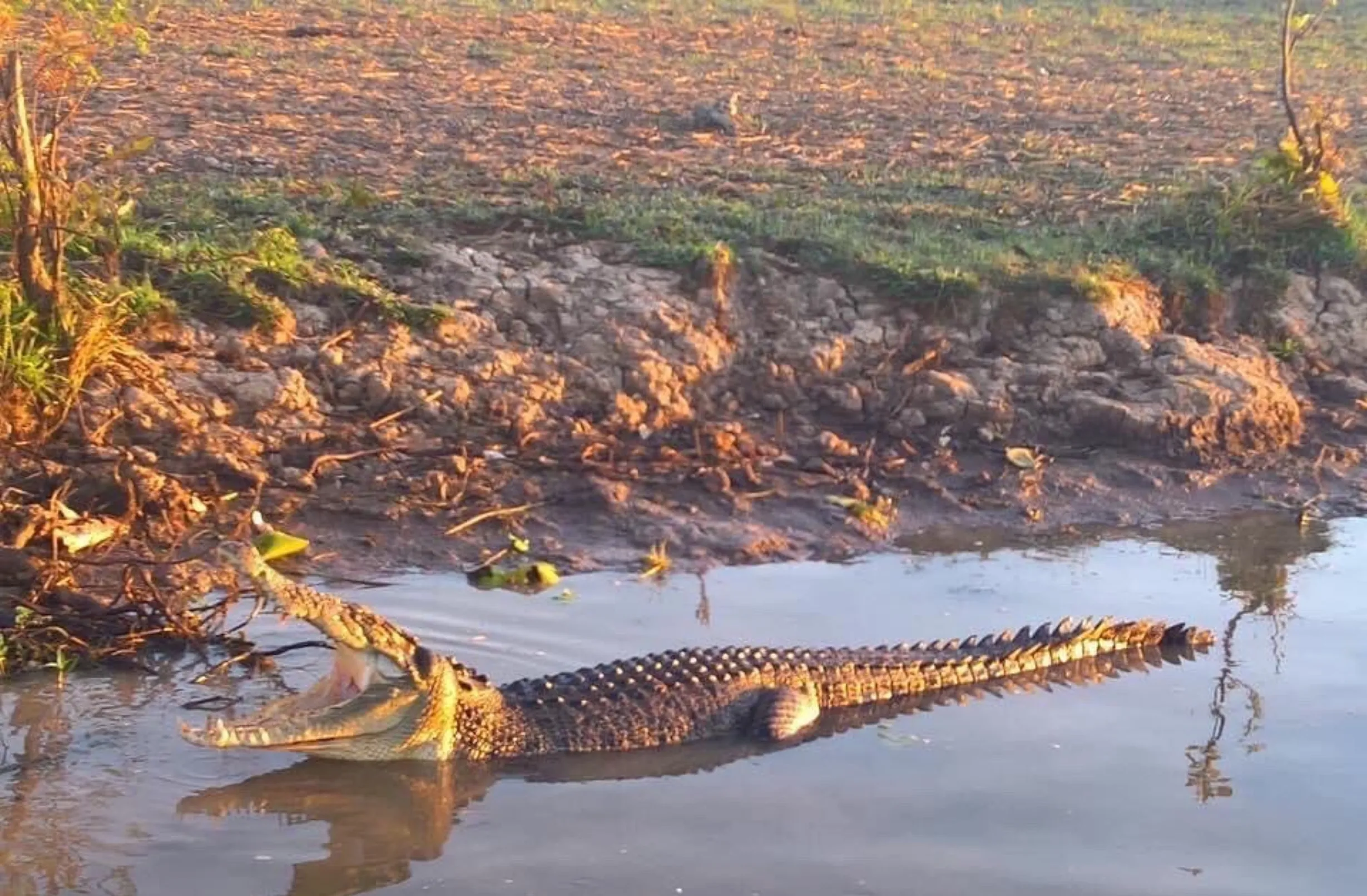 Saltwater cousins, Kakadu