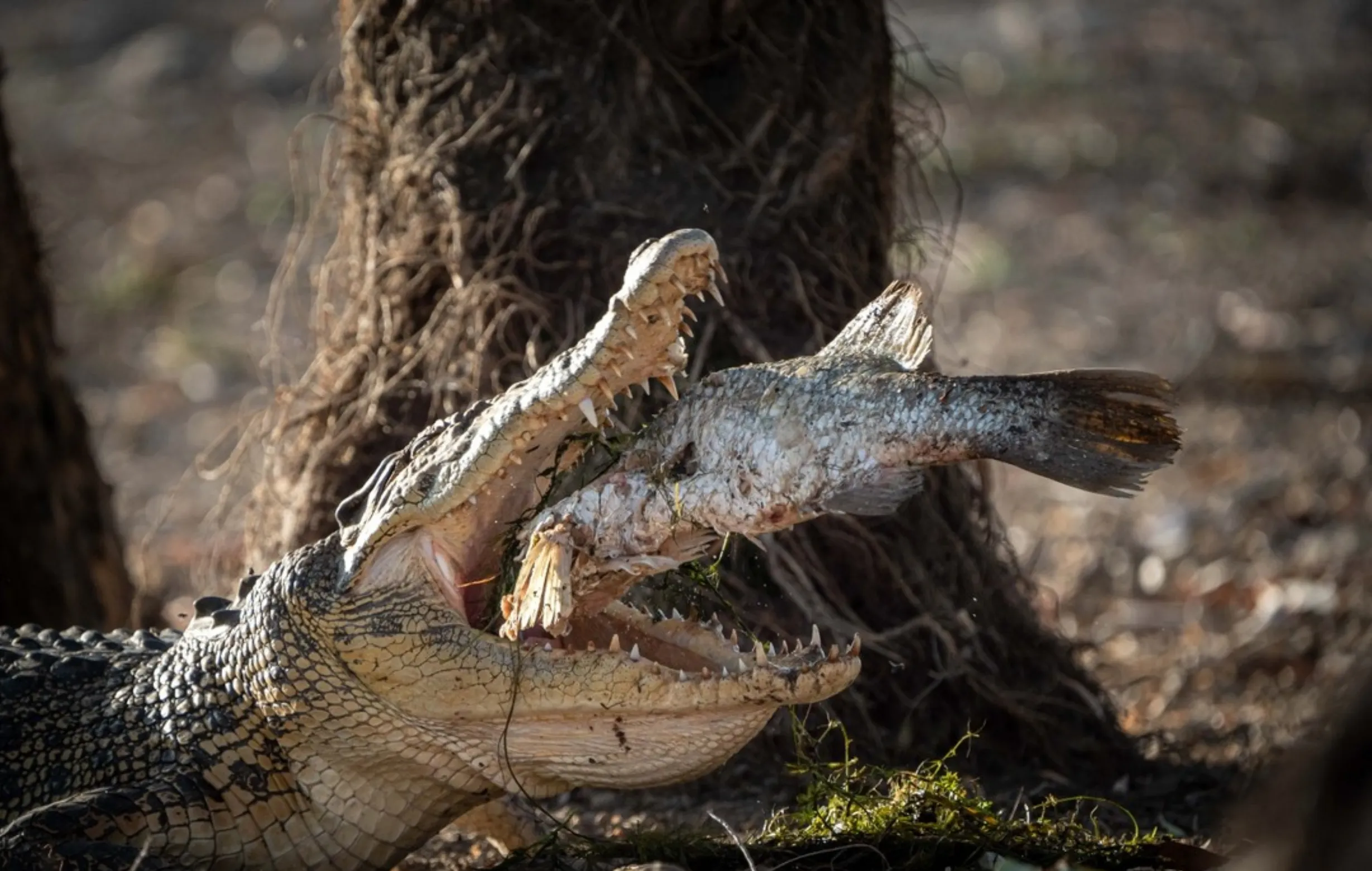 estuarine crocodiles, Kakadu