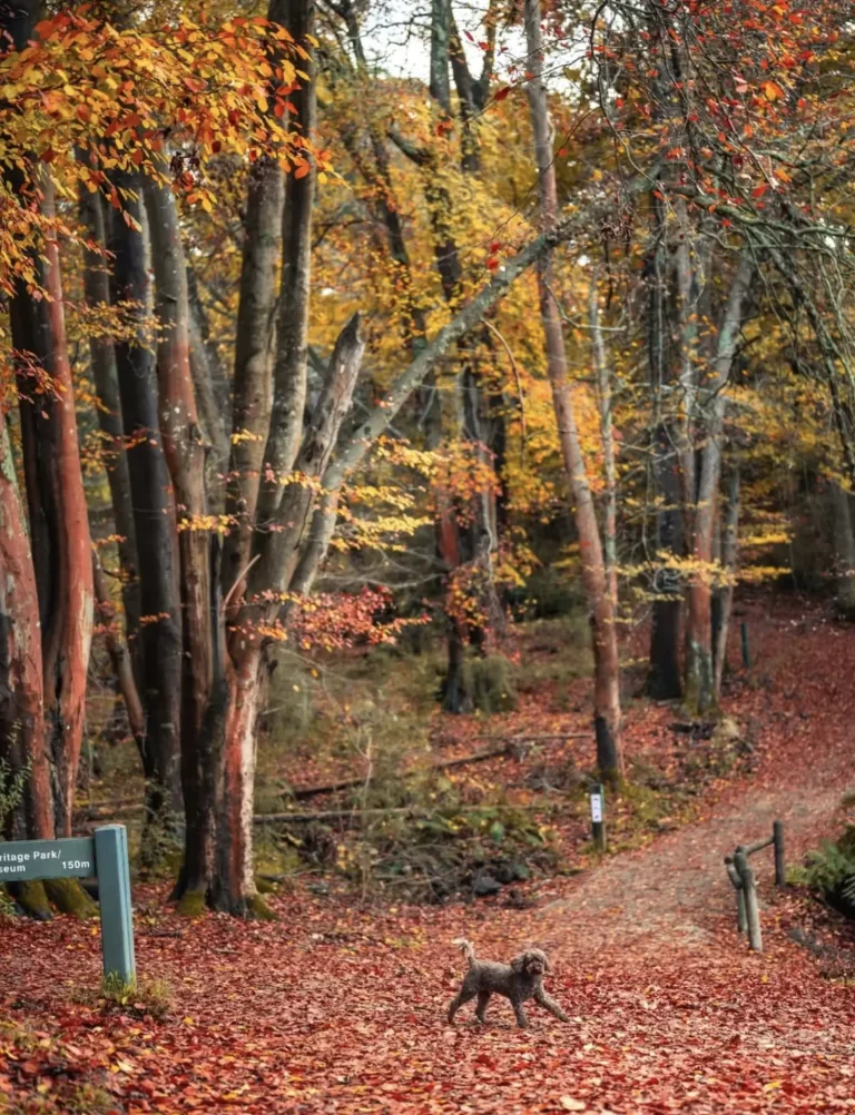 Best Spots for Autumn Colours Yarra Valley